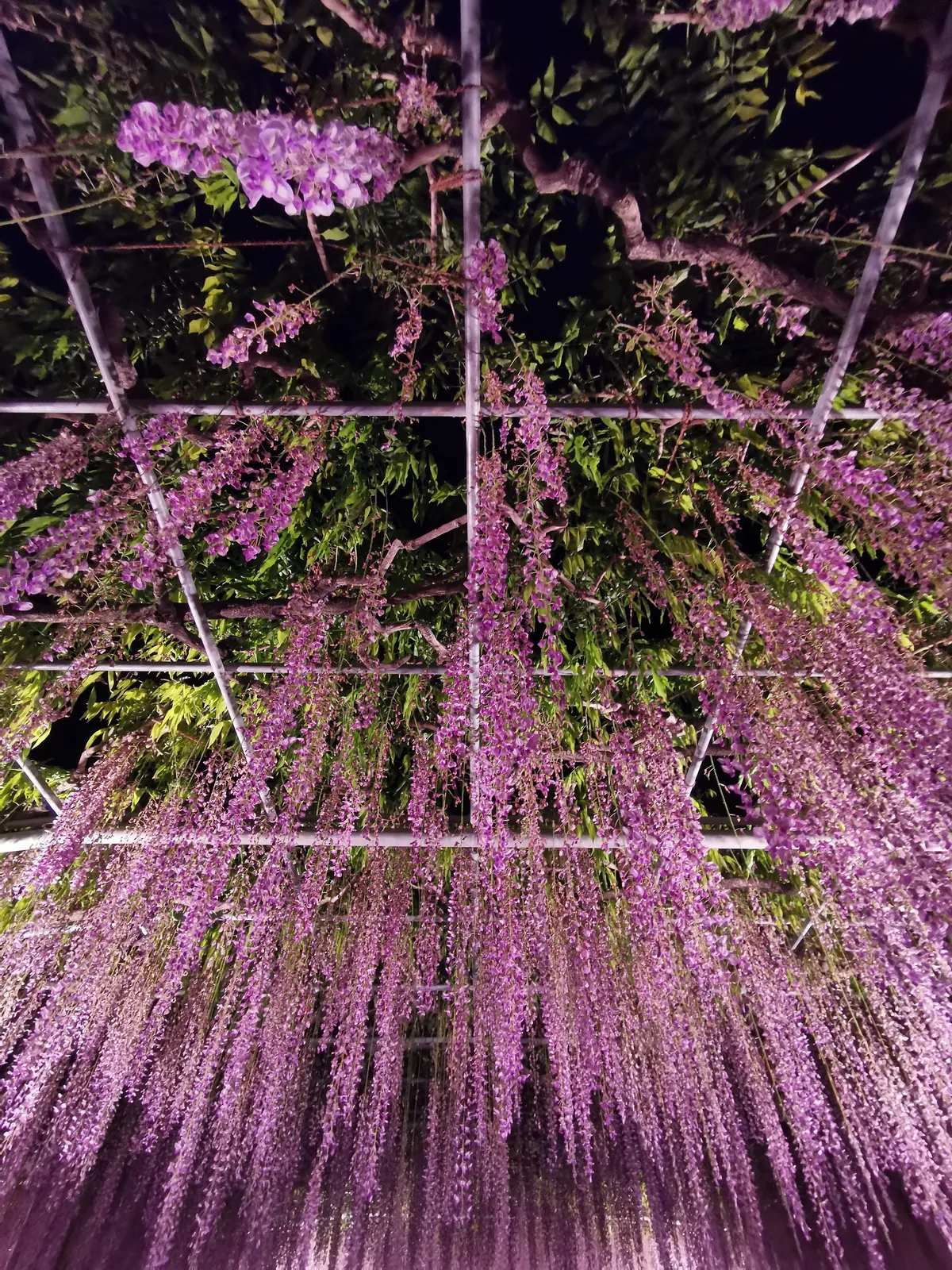 足立花卉公园：夜色中自棚架垂落的紫藤花帘