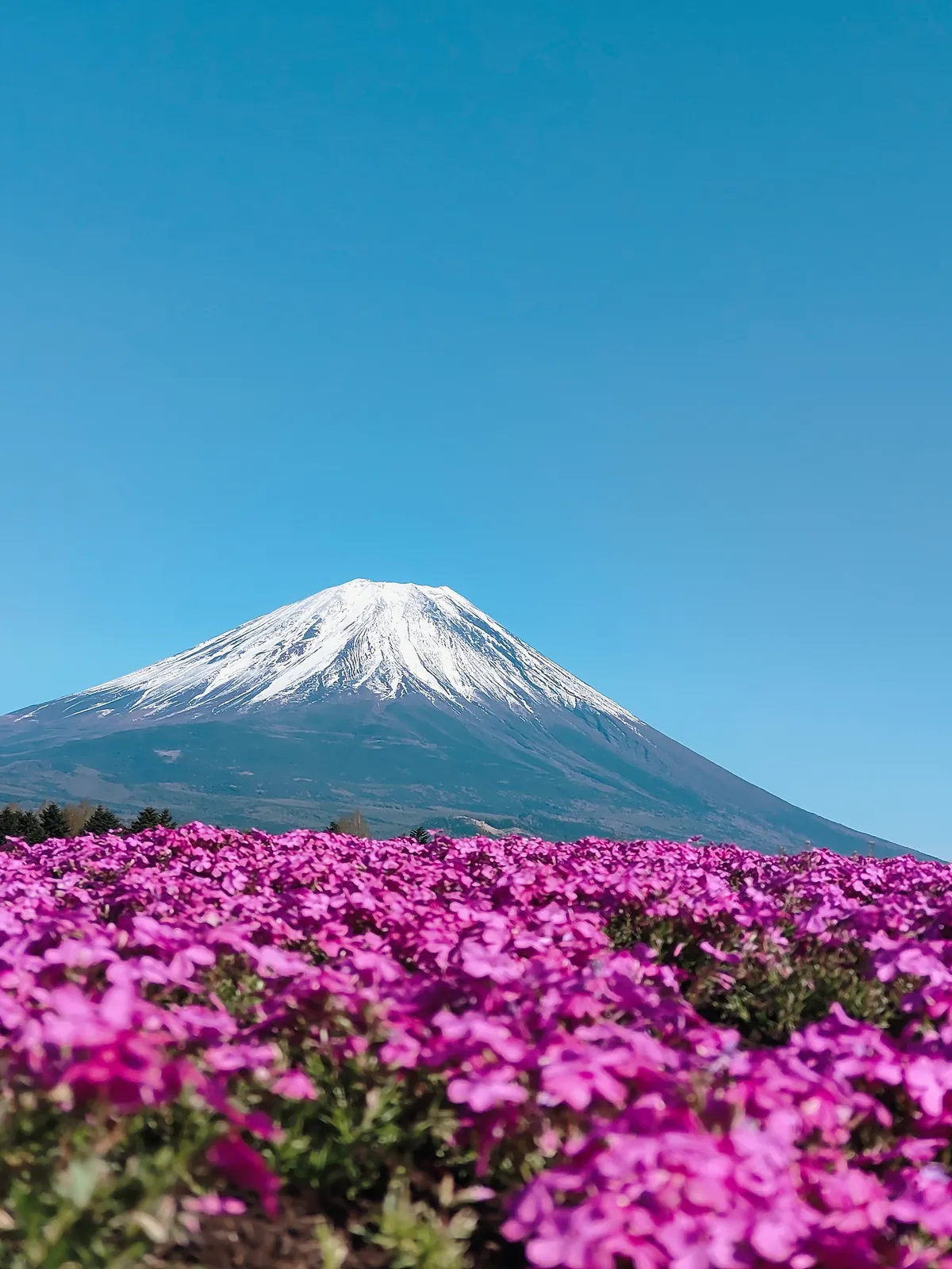 日本富士山芝樱公园：晴空下覆雪的富士山，前景是成片盛开的粉紫色芝樱